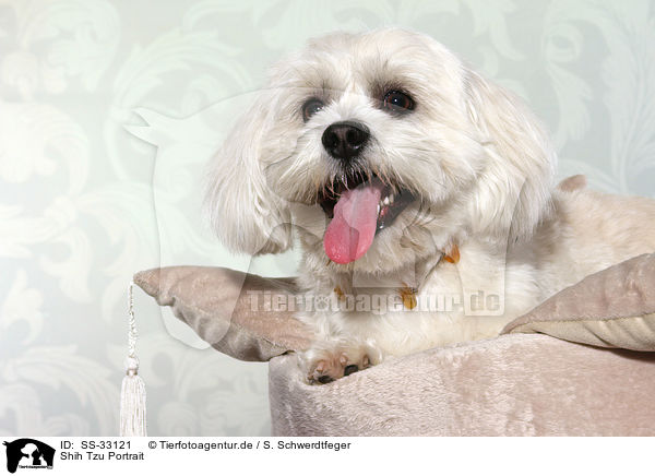 Shih Tzu Portrait / Shih Tzu Portrait / SS-33121