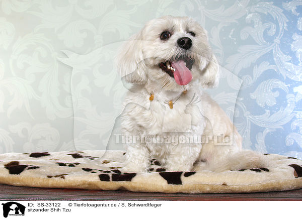 sitzender Shih Tzu / sitting Shih Tzu / SS-33122