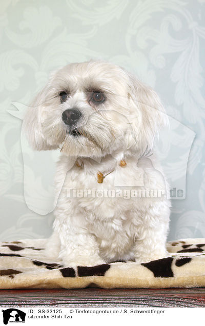 sitzender Shih Tzu / sitting Shih Tzu / SS-33125