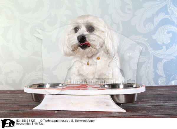 fressender Shih Tzu / eating Shih Tzu / SS-33127