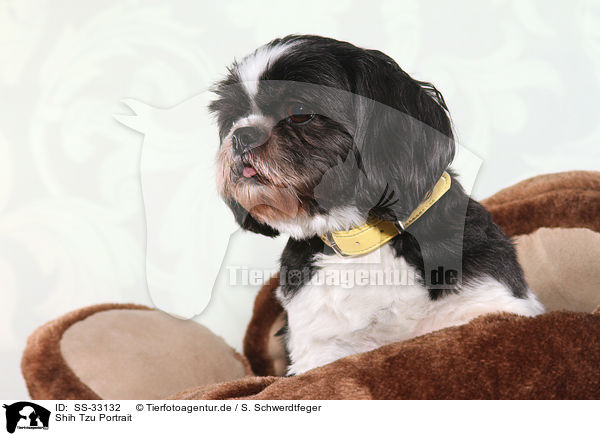 Shih Tzu Portrait / Shih Tzu Portrait / SS-33132