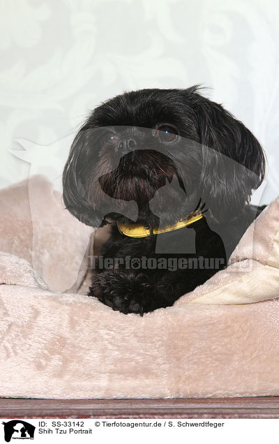 Shih Tzu Portrait / Shih Tzu Portrait / SS-33142