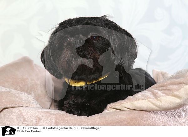 Shih Tzu Portrait / Shih Tzu Portrait / SS-33144