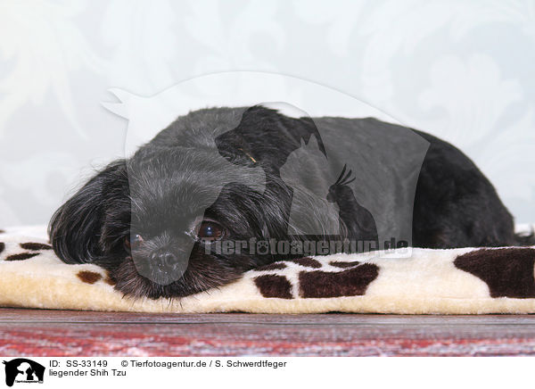 liegender Shih Tzu / lying Shih Tzu / SS-33149