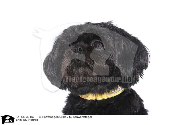 Shih Tzu Portrait / Shih Tzu Portrait / SS-33157