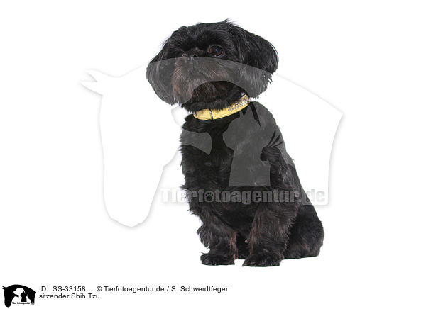 sitzender Shih Tzu / sitting Shih Tzu / SS-33158