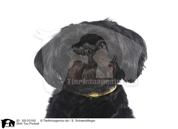 Shih Tzu Portrait / Shih Tzu Portrait / SS-33162