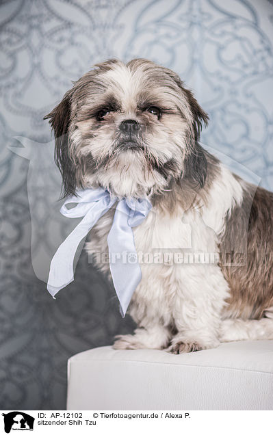 sitzender Shih Tzu / sitting Shih Tzu / AP-12102
