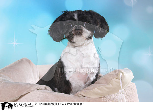 Shih Tzu Portrait / SS-37702