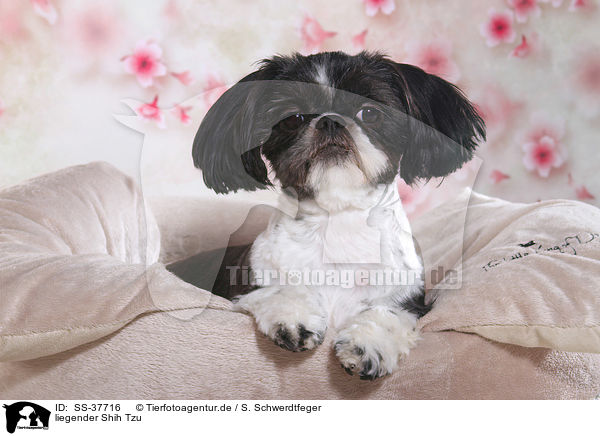liegender Shih Tzu / lying Shih Tzu / SS-37716