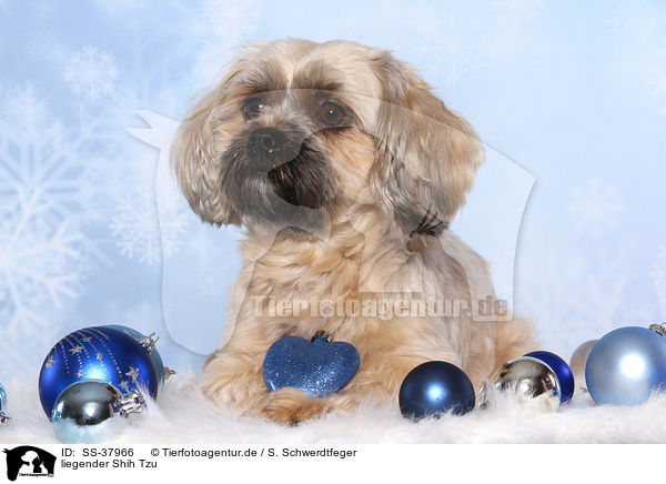 liegender Shih Tzu / lying Shih Tzu / SS-37966