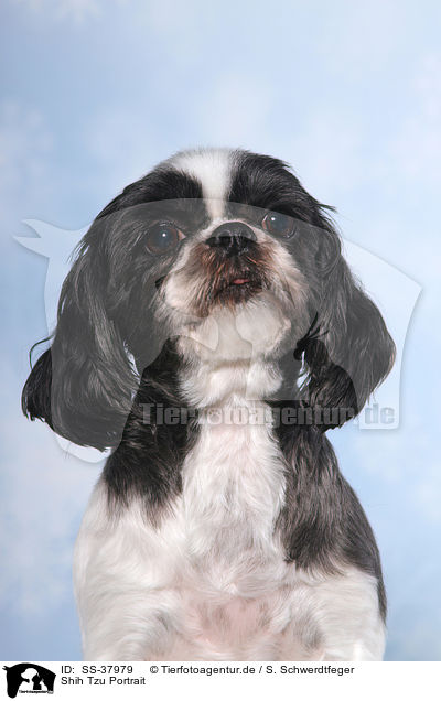 Shih Tzu Portrait / Shih Tzu Portrait / SS-37979