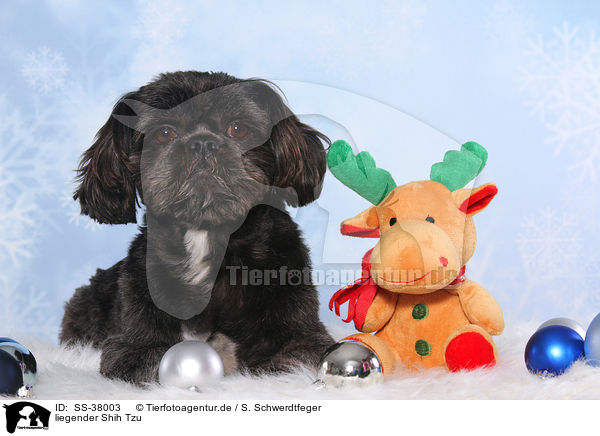 liegender Shih Tzu / lying Shih Tzu / SS-38003