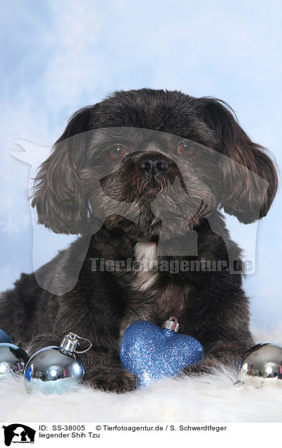 liegender Shih Tzu / lying Shih Tzu / SS-38005
