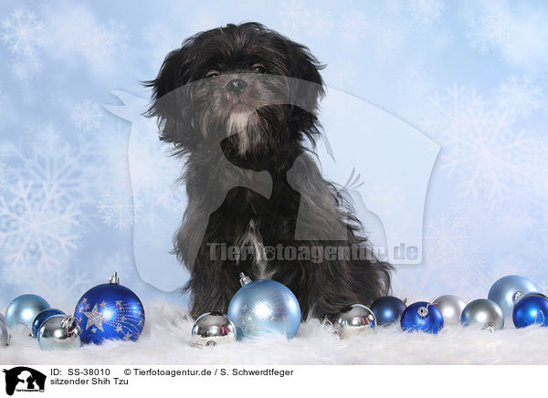 sitzender Shih Tzu / sitting Shih Tzu / SS-38010