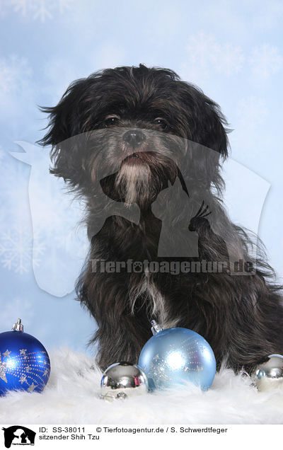 sitzender Shih Tzu / SS-38011