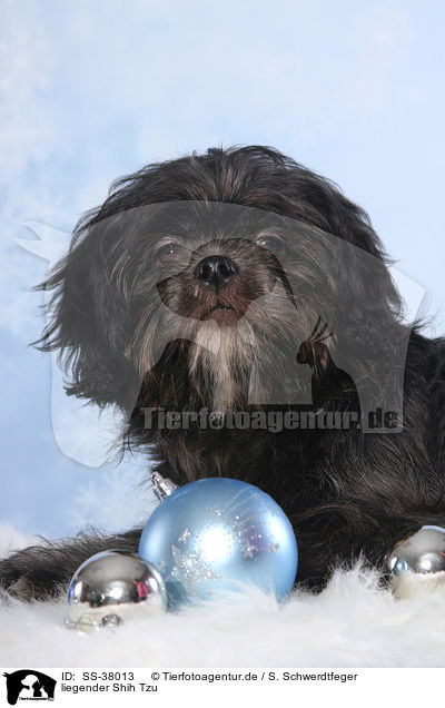 liegender Shih Tzu / SS-38013