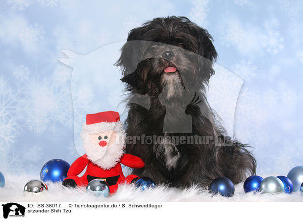 sitzender Shih Tzu / SS-38017