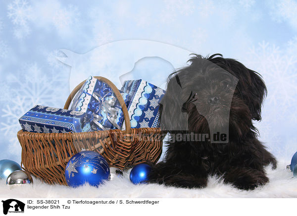liegender Shih Tzu / lying Shih Tzu / SS-38021