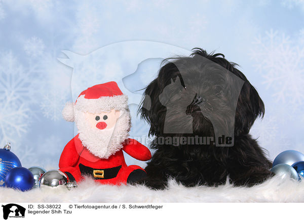 liegender Shih Tzu / lying Shih Tzu / SS-38022