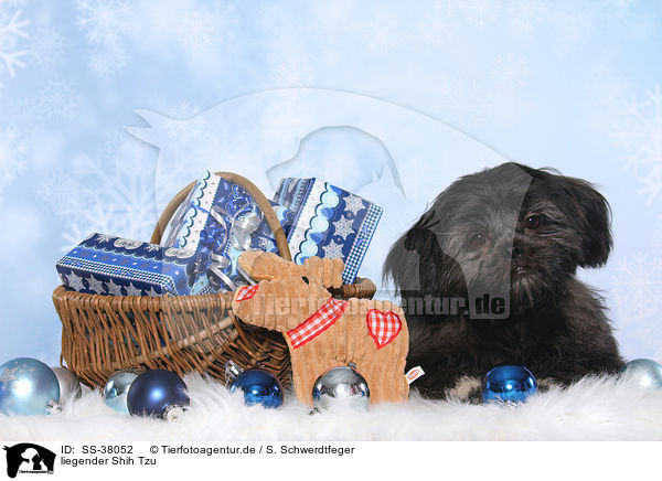 liegender Shih Tzu / lying Shih Tzu / SS-38052