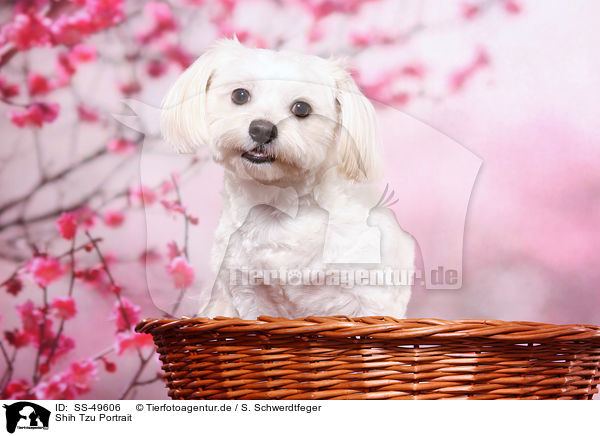 Shih Tzu Portrait / Shih Tzu Portrait / SS-49606