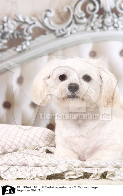liegender Shih Tzu / lying Shih Tzu / SS-49618
