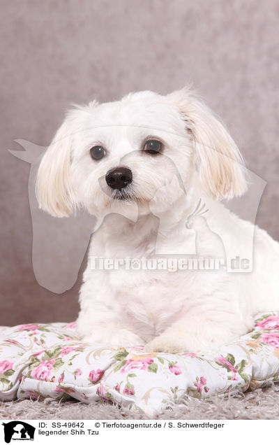 liegender Shih Tzu / lying Shih Tzu / SS-49642