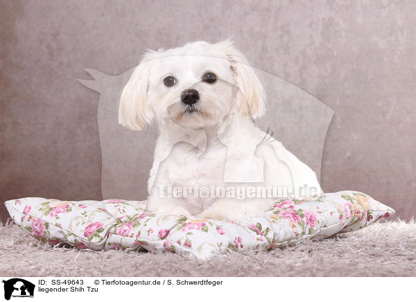 liegender Shih Tzu / lying Shih Tzu / SS-49643