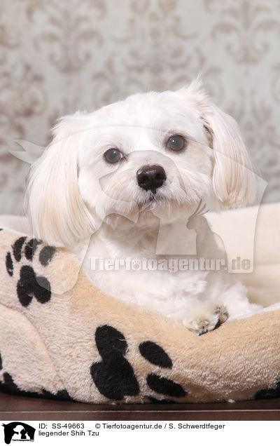 liegender Shih Tzu / lying Shih Tzu / SS-49663