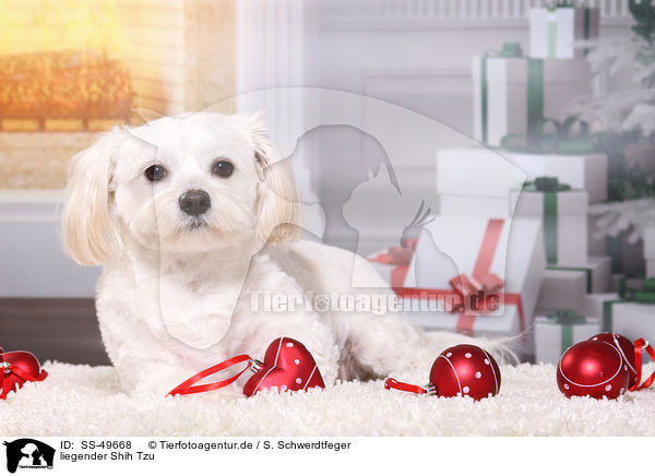 liegender Shih Tzu / lying Shih Tzu / SS-49668
