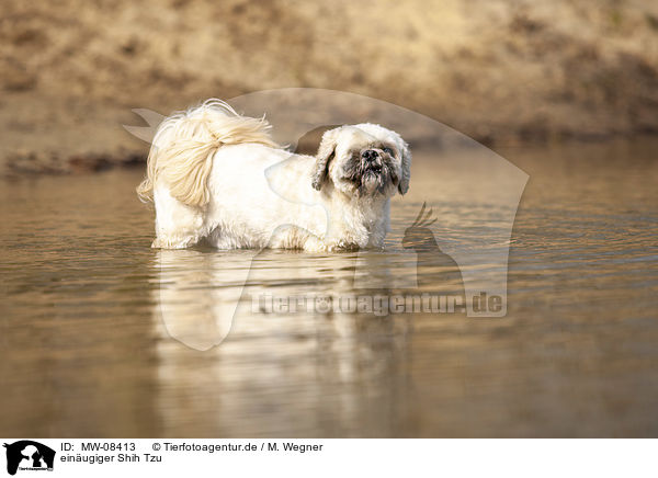 einugiger Shih Tzu / MW-08413