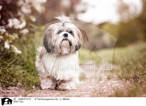 Shih Tzu / JAM-01010