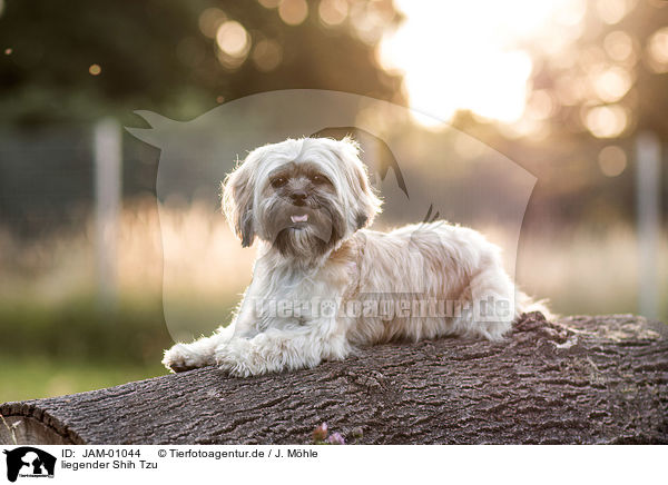 liegender Shih Tzu / JAM-01044