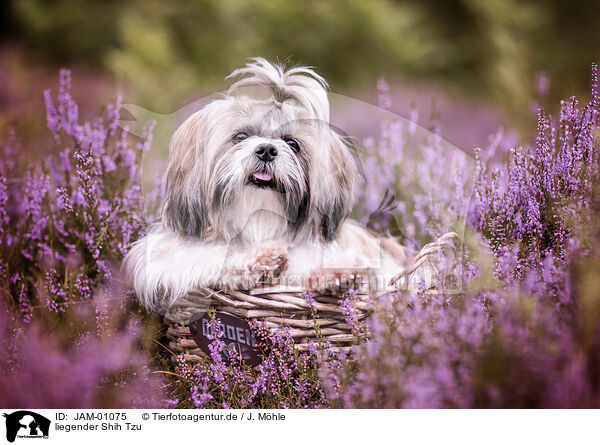 liegender Shih Tzu / JAM-01075