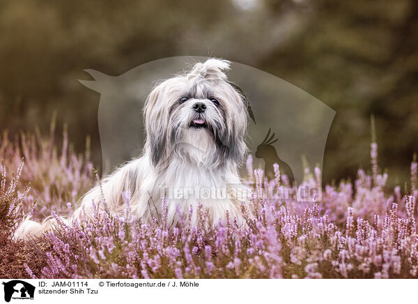 sitzender Shih Tzu / JAM-01114