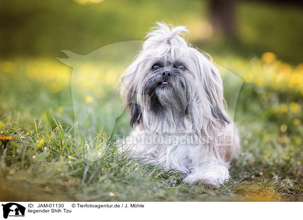 liegender Shih Tzu / JAM-01130