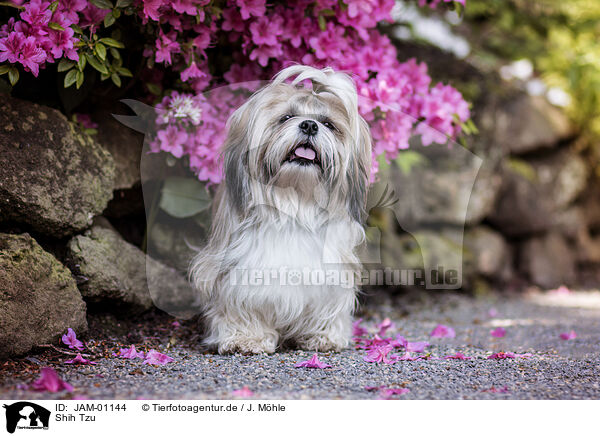 Shih Tzu / JAM-01144