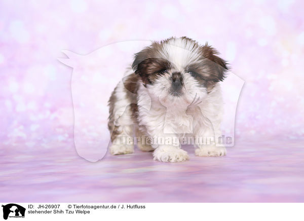 stehender Shih Tzu Welpe / standing Shih Tzu Puppy / JH-26907
