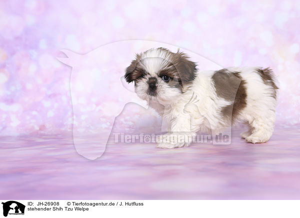 stehender Shih Tzu Welpe / standing Shih Tzu Puppy / JH-26908