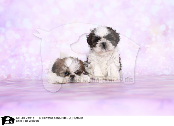 Shih Tzu Welpen / Shih Tzu Puppies / JH-26915