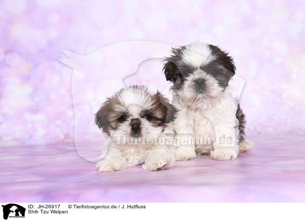 Shih Tzu Welpen / Shih Tzu Puppies / JH-26917