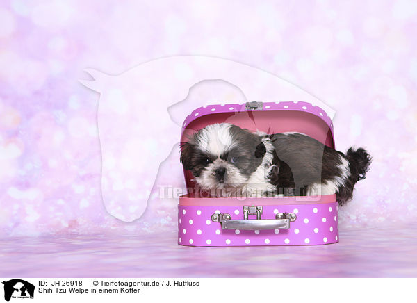 Shih Tzu Welpe in einem Koffer / Shih Tzu Puppy in a suitcase / JH-26918