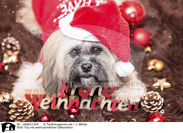 Shih Tzu mit weihnachtlicher Dekoration / Shih Tzu with Christmas decoration / JAM-01206