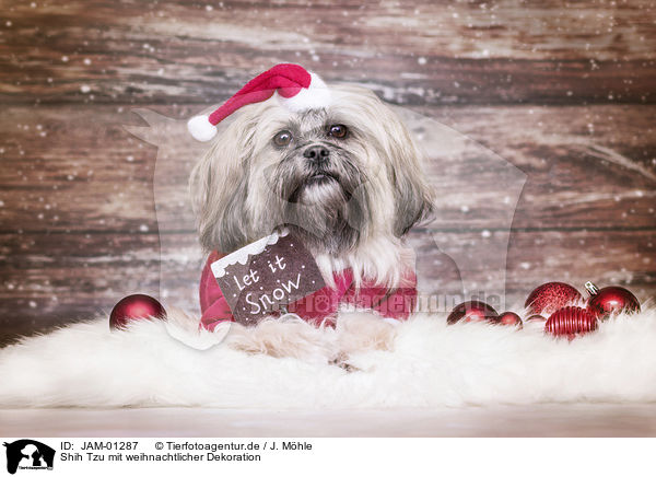 Shih Tzu mit weihnachtlicher Dekoration / JAM-01287