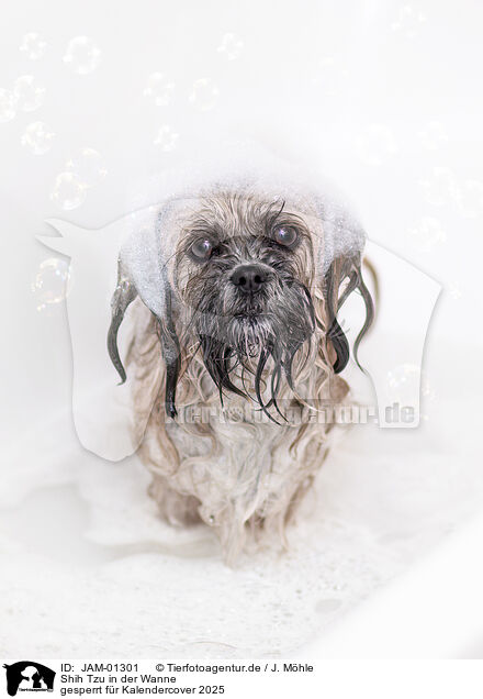 Shih Tzu in der Wanne / JAM-01301