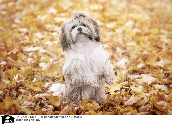 sitzender Shih Tzu / sitting Shih Tzu / JAM-01304