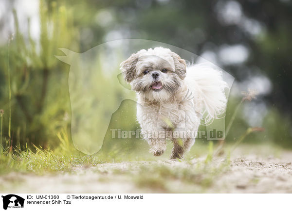 rennender Shih Tzu / running Shih Tzu / UM-01360