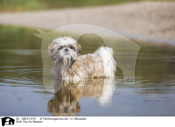 Shih Tzu im Wasser / UM-01379