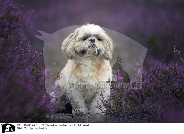 Shih Tzu in der Heide / UM-01475